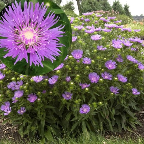 Stokesia 'Peaches Pick' - Jumikaster 'Peaches Pick'